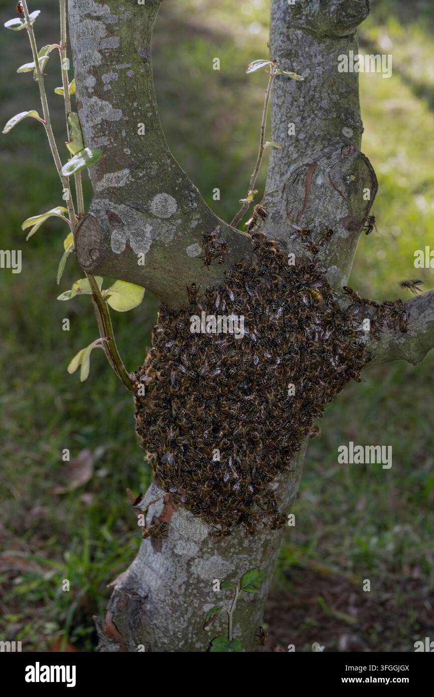 petit essaim d'abeilles ou essaim sur un pommier de jardin, Ellingham, Norfolk, Angleterre en fin d'après-midi d'automne. Banque D'Images