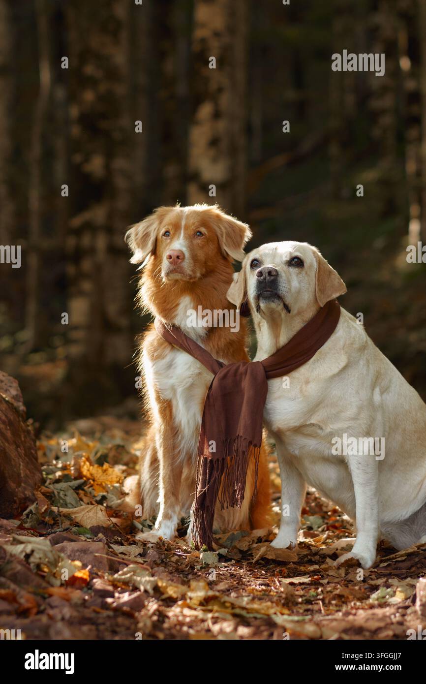 Nova Scotia Duck Tolling Retriever et Labrador Retriever assis côte à côte dans une forêt d'automne. Un feuillage saisonnier chaud crée un cadre amical Banque D'Images