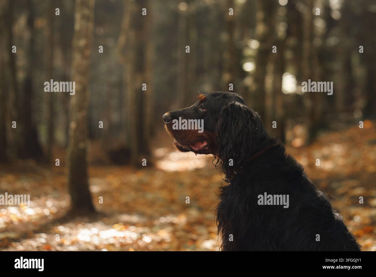 Gordon Setter regarde à travers une forêt baignée de soleil recouverte de feuilles tombées saisonnières. Les couleurs chaudes de l'automne créent un portrait naturel canin en plein air Banque D'Images