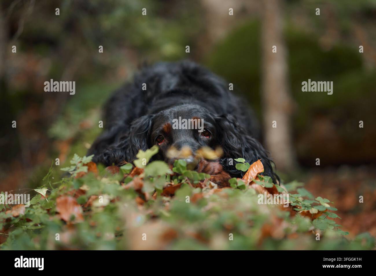 Gordon Setter repose parmi la mousse verte et les feuilles d'automne colorées de la forêt. Gros plan montrant le visage détendu du chien dans une nature saisonnière paisible Banque D'Images