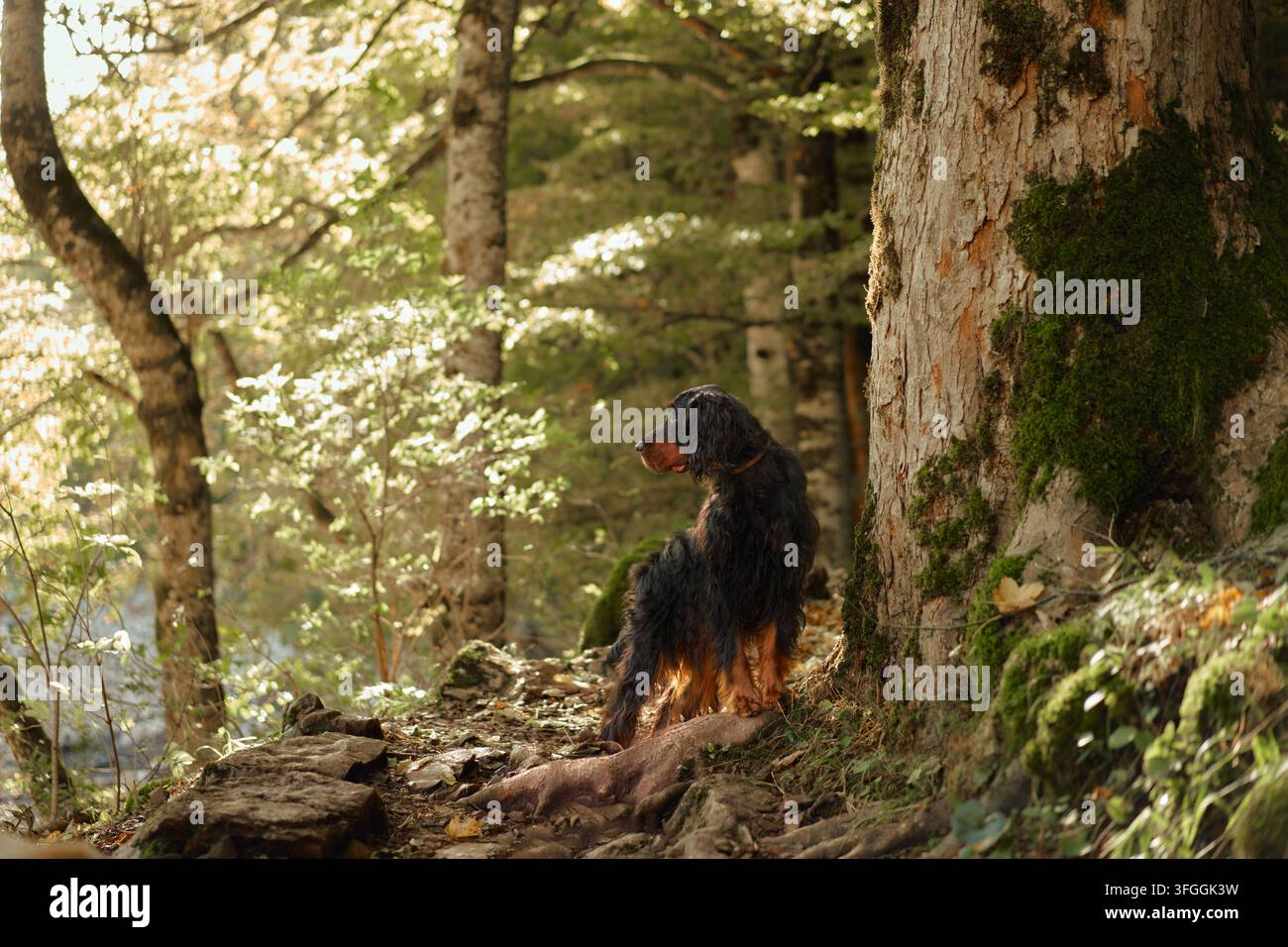 Gordon Setter assis parmi des rochers moussus et de grands arbres forestiers. Une lumière solaire saisonnière chaude crée un cadre automnal paisible pour la randonnée, les voyages et les activités en plein air Banque D'Images
