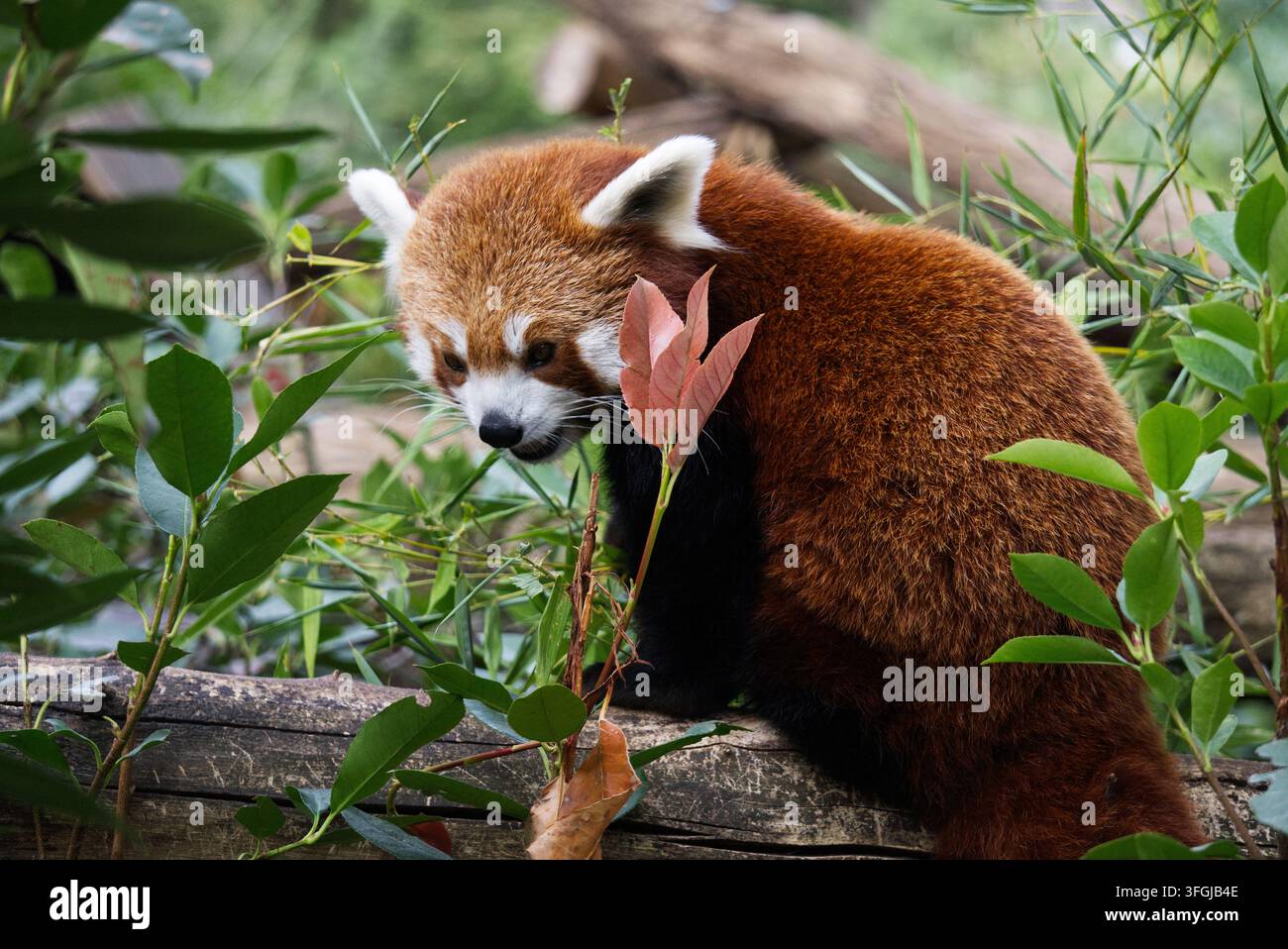 Panda roux (Ailurus fulgens) perché sur un tronc d'arbre tombé entouré d'un feuillage vert dense. Banque D'Images