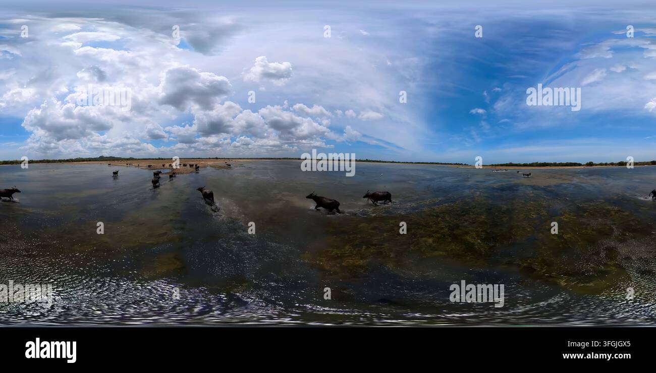 Un troupeau de buffles d'eau dans le lac. Parc national de Kumana, Sri Lanka. VR 360 Banque D'Images