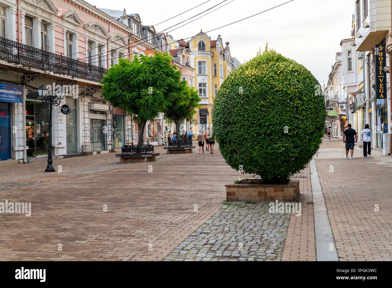 Rue Aleksandrovska à Ruse avec un buisson rond de Ligustrum vulgare. Place piétonne avec façade d'architecture historique en Bulgarie. Banque D'Images