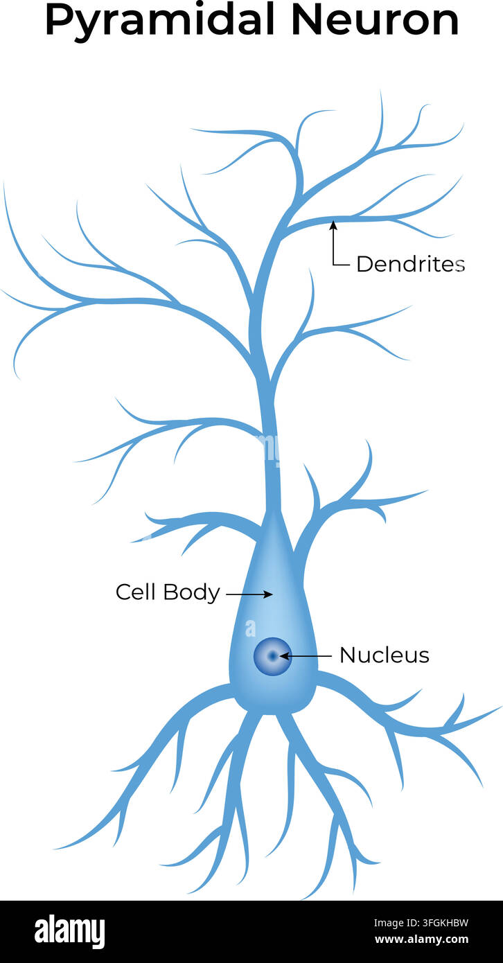 Structure neuronale pyramidale montrant les dendrites, le corps cellulaire et le noyau Illustration de Vecteur