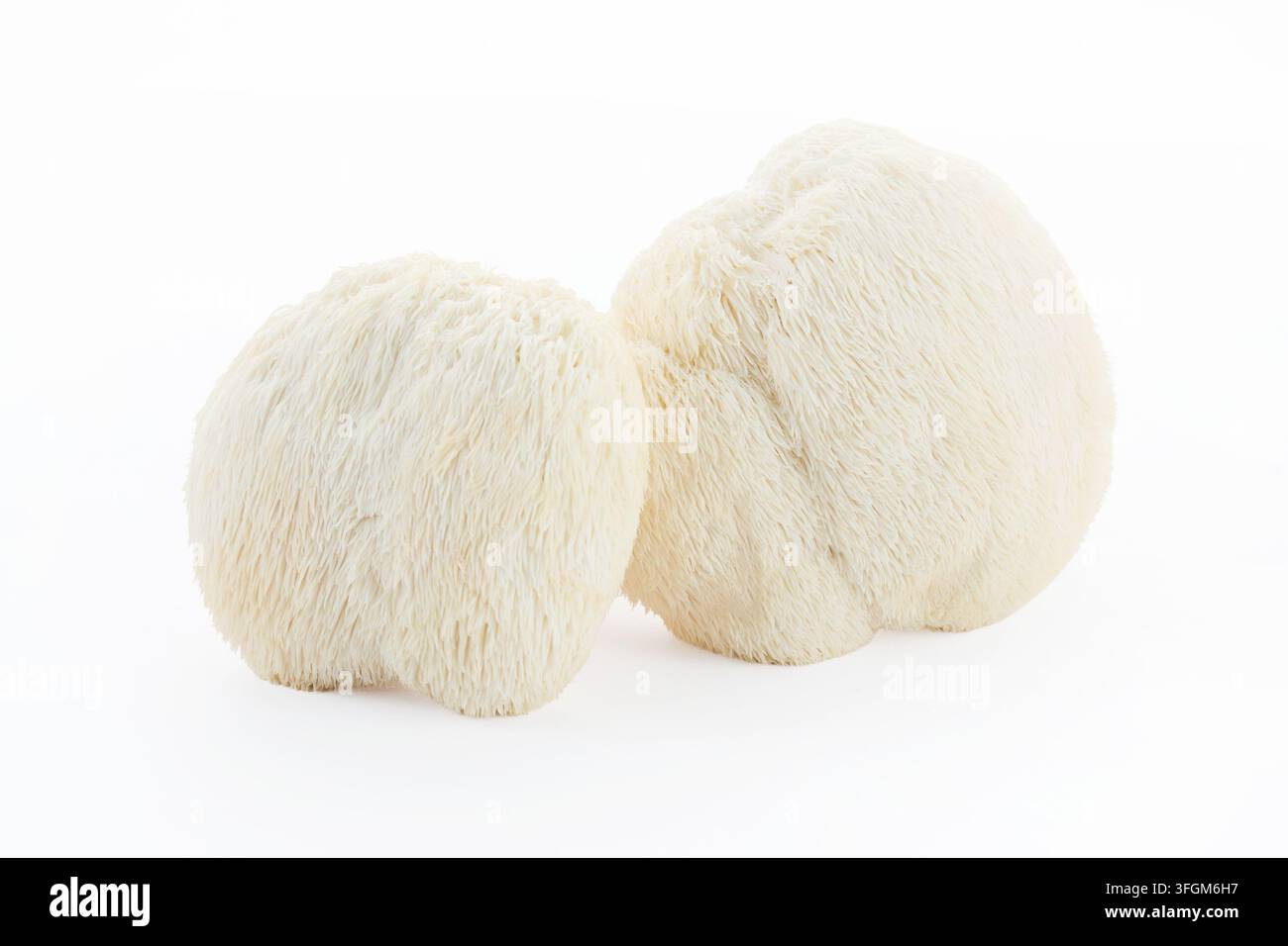 Champignons Lion's Mane Hericium erinaceus sur fond blanc Banque D'Images