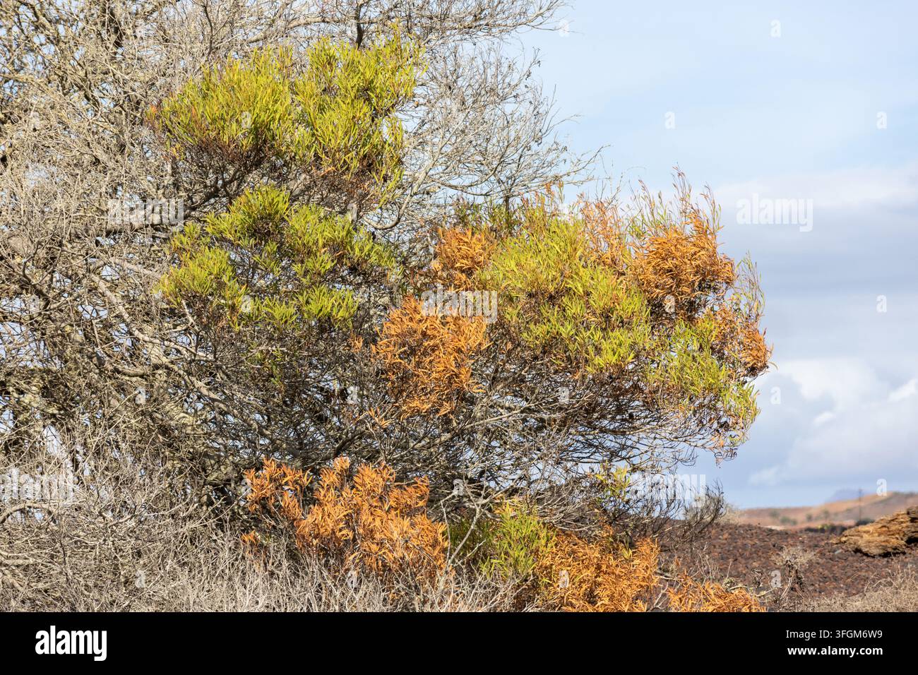 Végétation aride à Lanzarote. Un buisson sauvage vert et orange pittoresque pousse sous un ciel bleu nuageux sur le sol volcanique de l'île. Banque D'Images