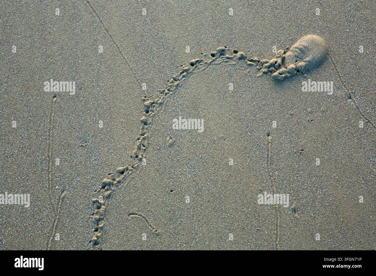 Traces de plage, Agate Beach State Park, Newport, Oregon Banque D'Images
