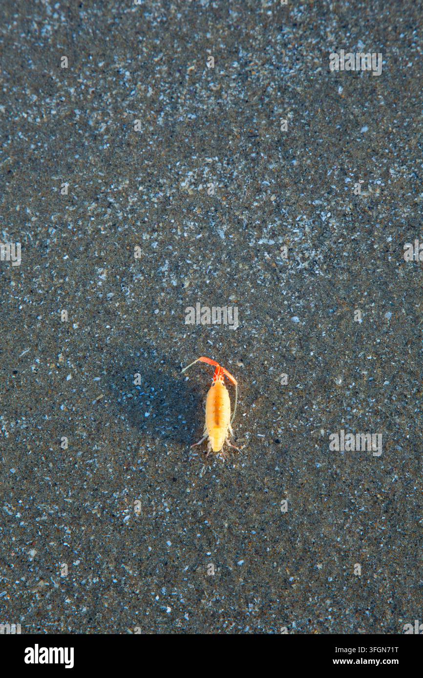 Sauteur de plage californien (Megalorchestia californiana), parc national d'Agate Beach, Newport, Oregon Banque D'Images