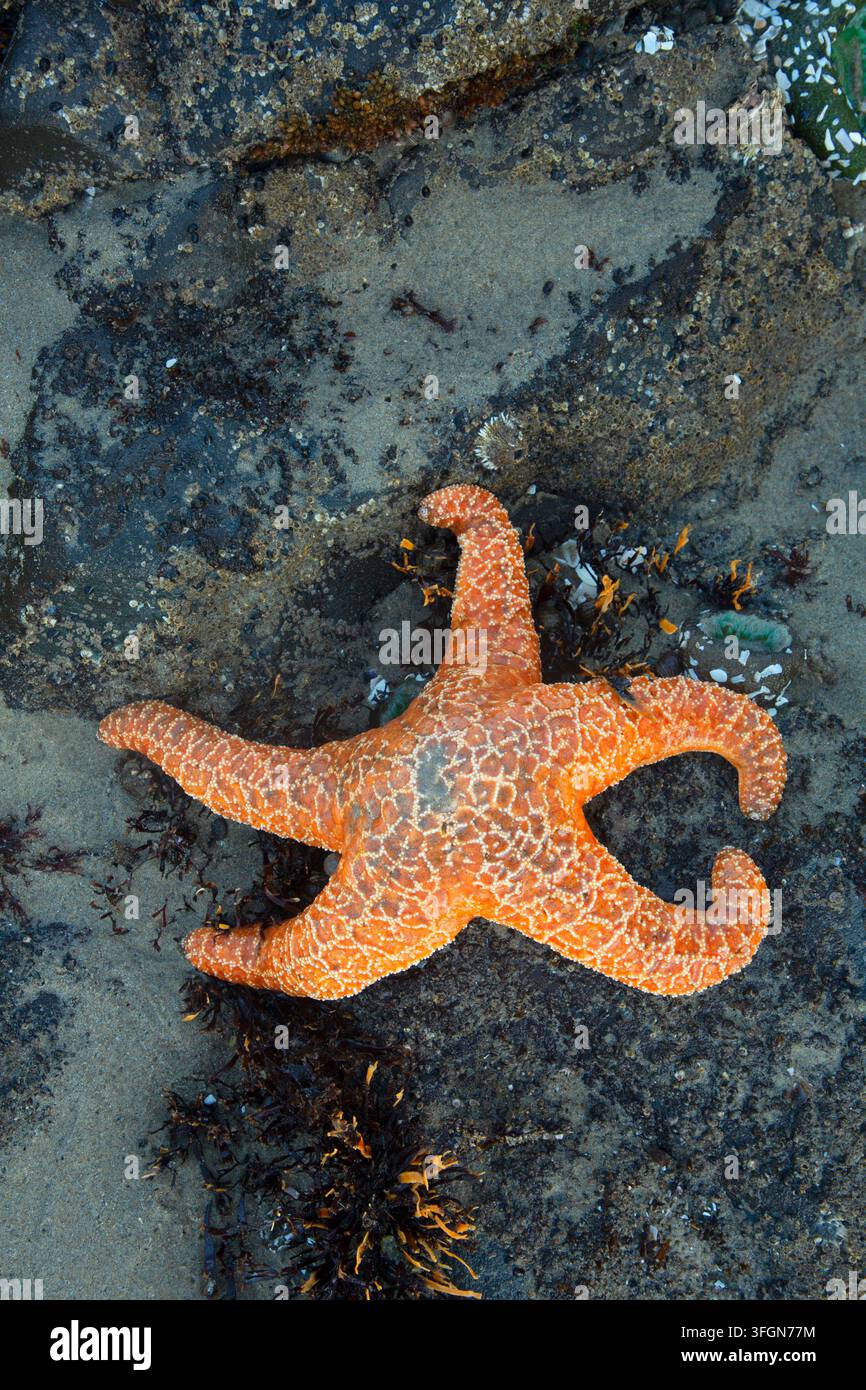 Étoile de mer ocre (Pisaster ochraceus), Stonefield Beach State Park, Oregon Banque D'Images