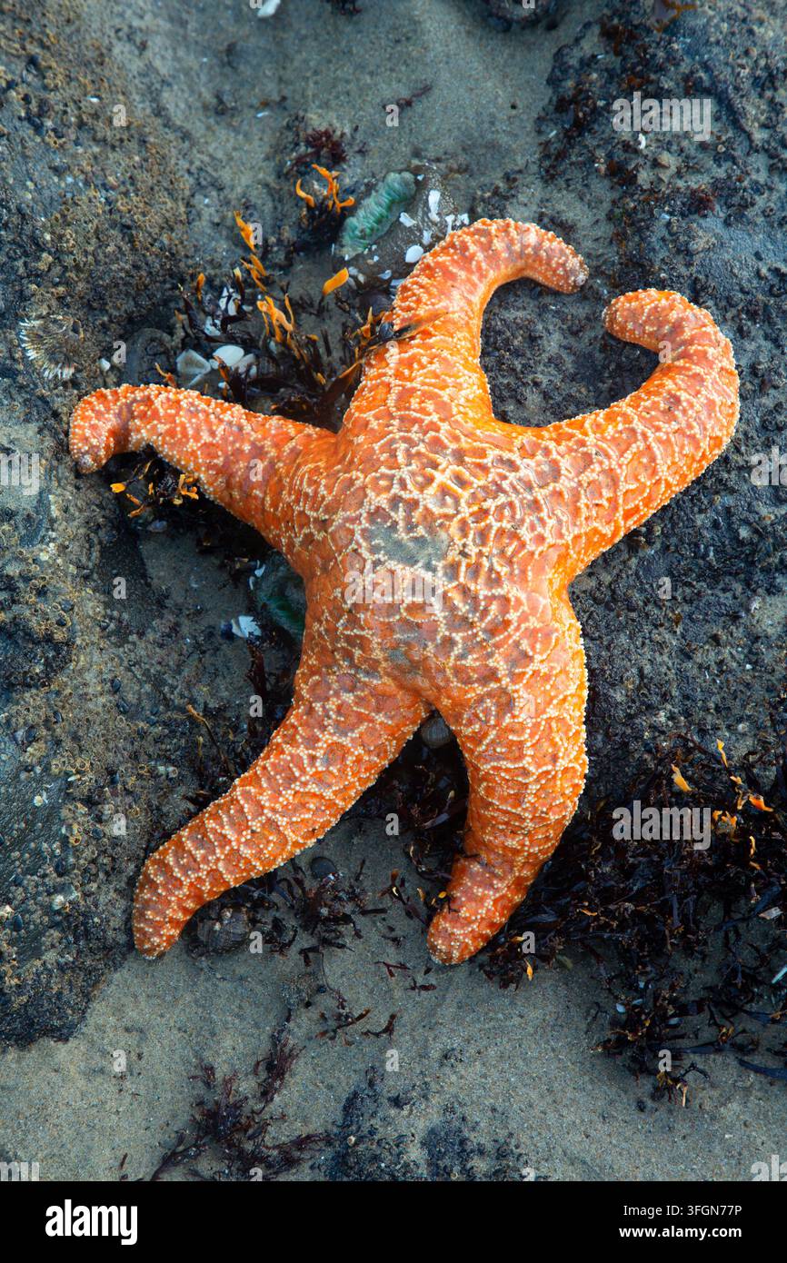 Étoile de mer ocre (Pisaster ochraceus), Stonefield Beach State Park, Oregon Banque D'Images