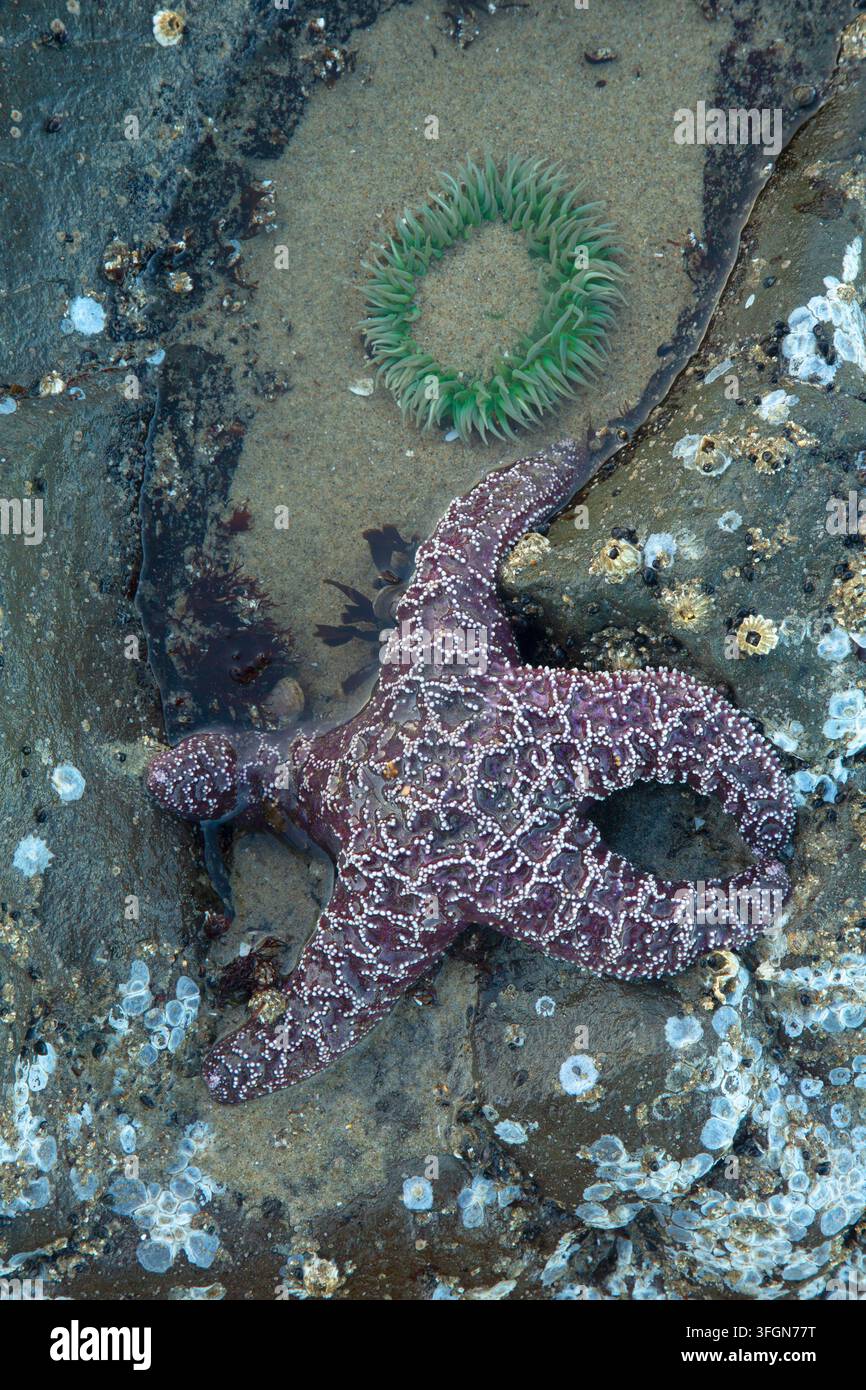 Étoile de mer ocre (Pisaster ochraceus), Stonefield Beach State Park, Oregon Banque D'Images