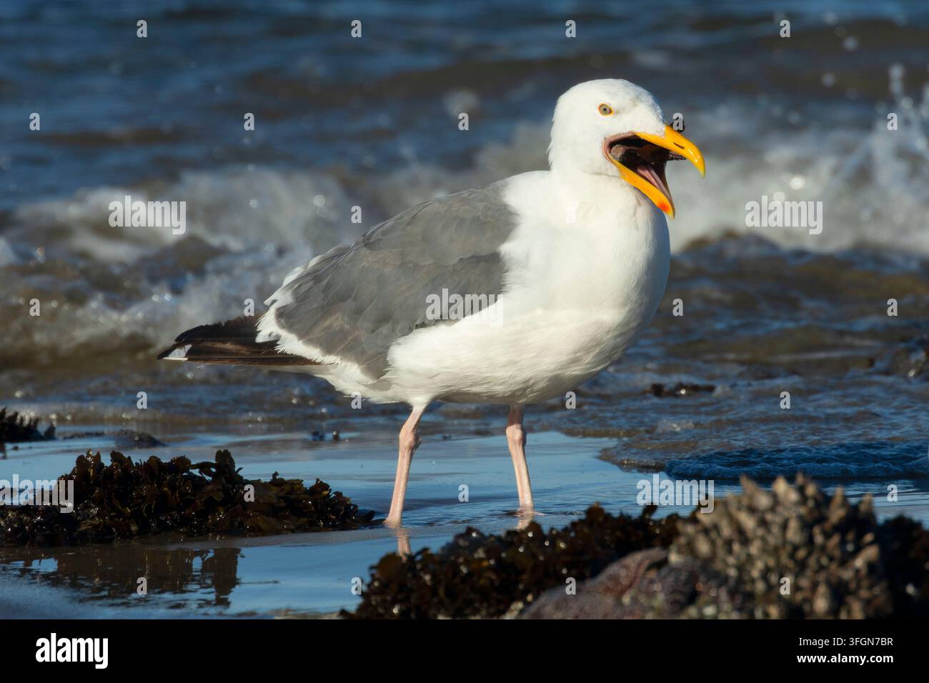 Mouette occidentale (Larus occidentalis) mangeant une étoile de mer ocre (Pisaster ochraceus), parc d'État de Stonefield Beach, Oregon Banque D'Images