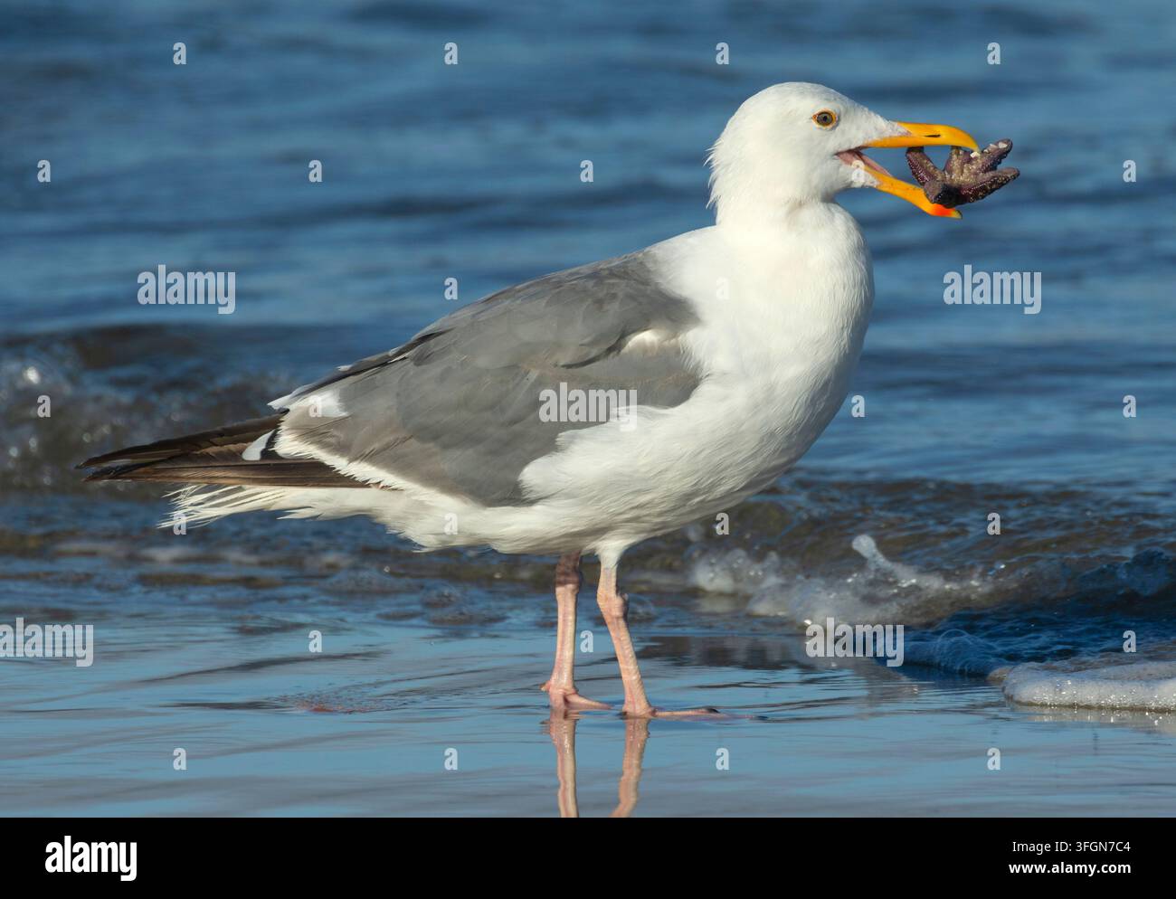 Mouette occidentale (Larus occidentalis) mangeant une étoile de mer ocre (Pisaster ochraceus), parc d'État de Stonefield Beach, Oregon Banque D'Images