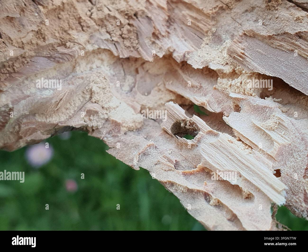 Photographie macro en gros plan de bois d'arbre en décomposition montrant la texture détaillée du bois pourri et les dommages causés par les insectes. L'image révèle des motifs complexes de Banque D'Images