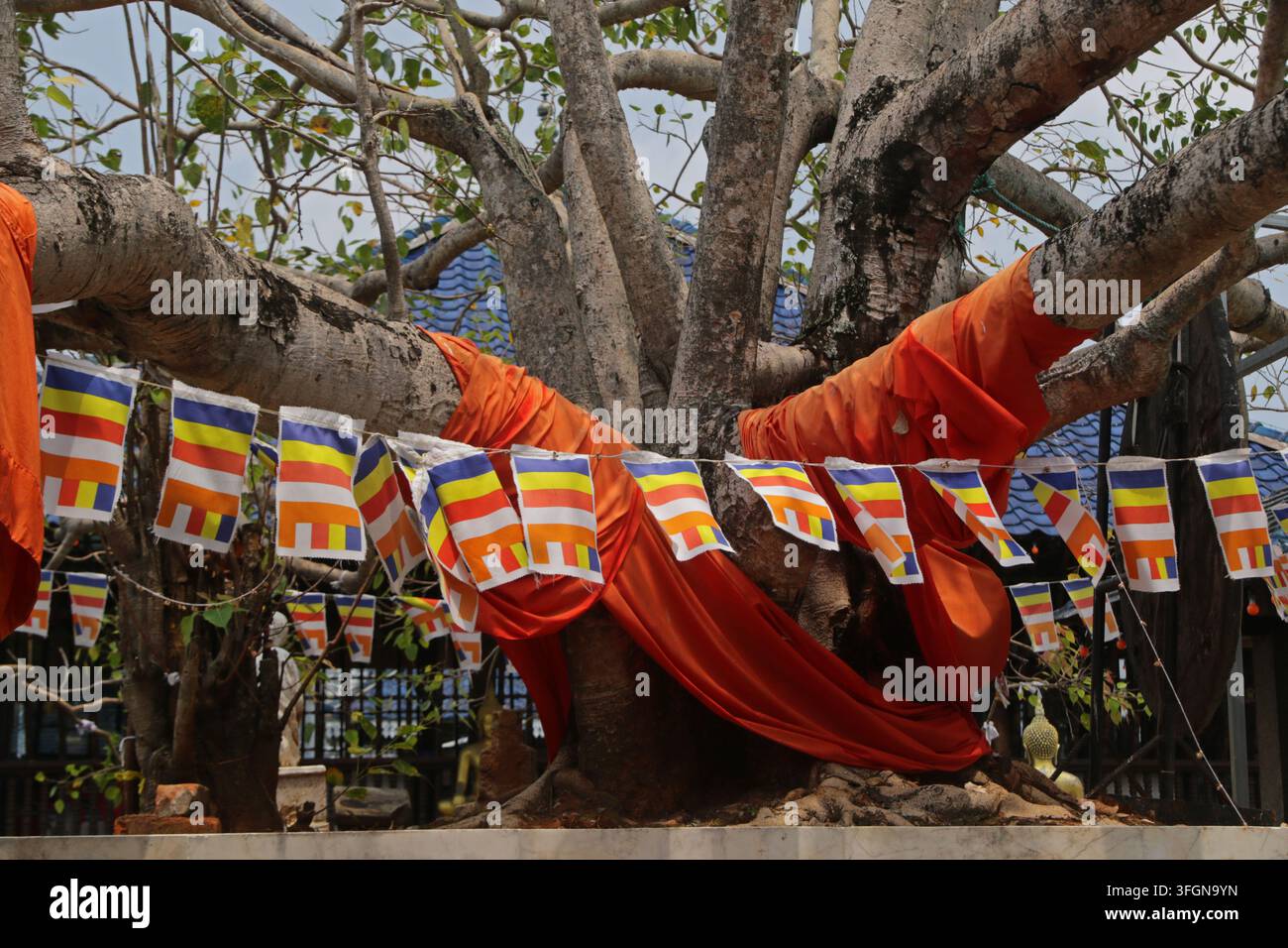 Arbre Bodhi au temple Gangaramaya à Colombo, Sri Lanka Banque D'Images