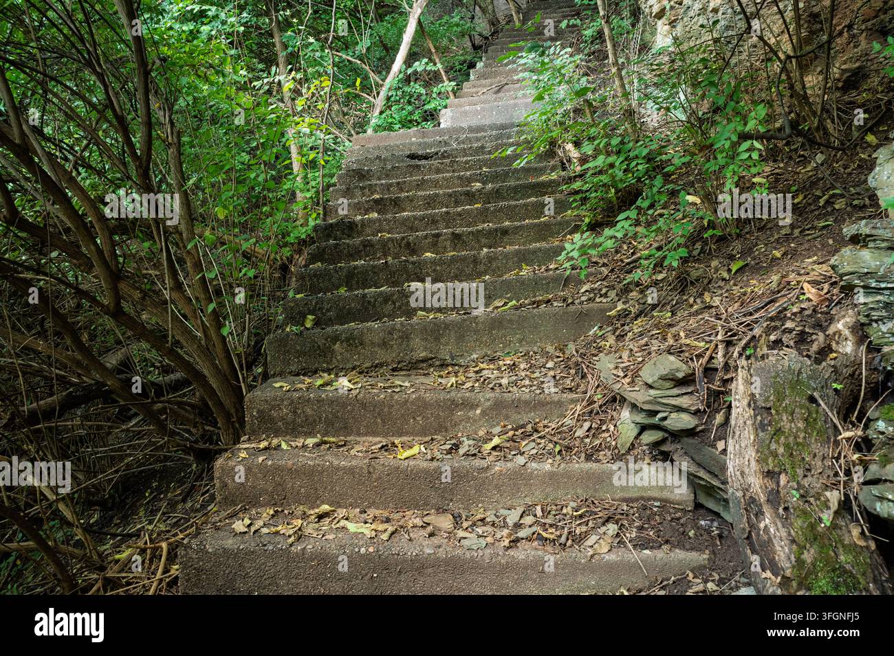 Anciens marches en béton couvertes de mousse abandonnées montent à travers une forêt dense et verte dans le Frick Park de Pittsburgh Banque D'Images