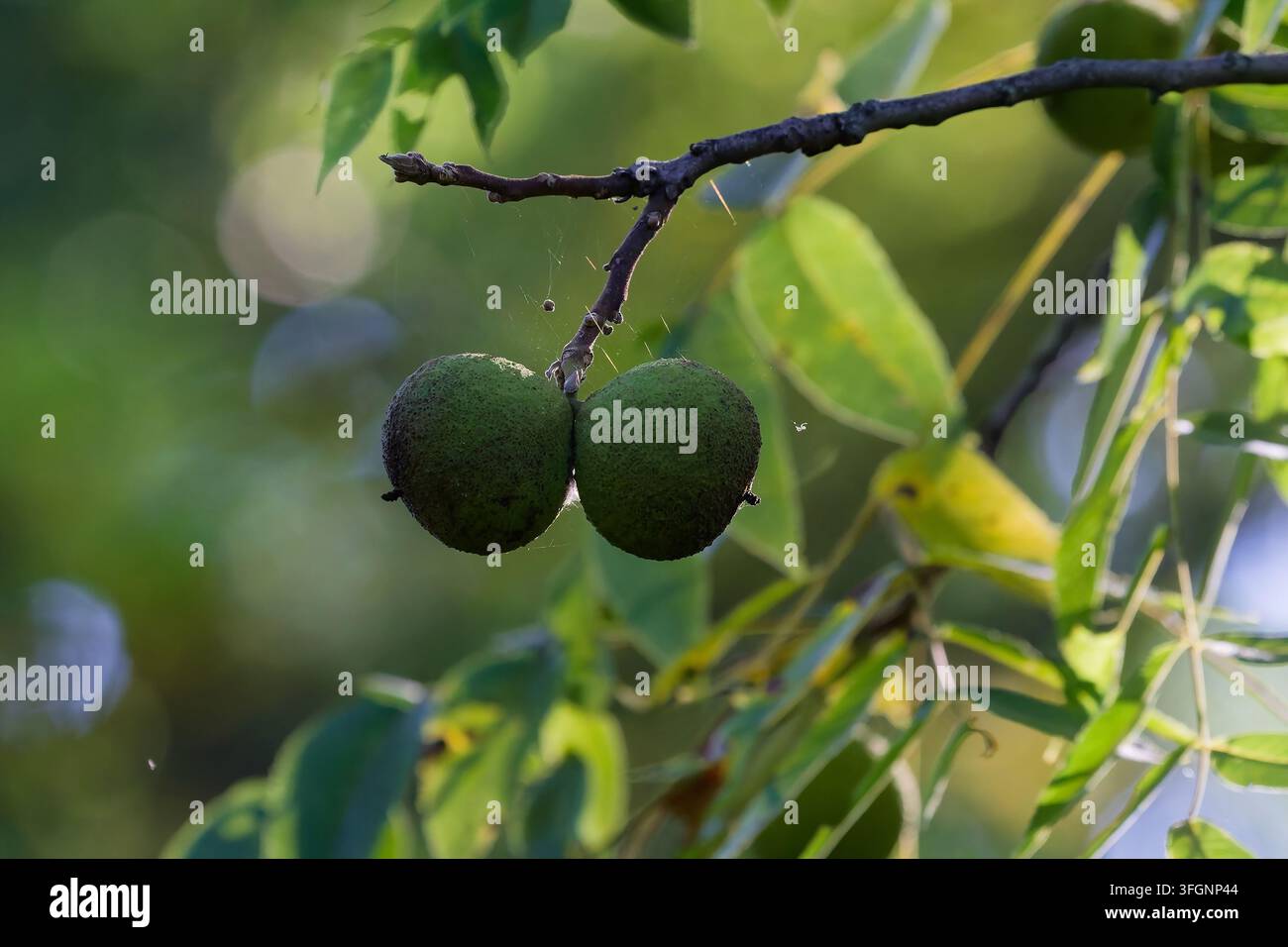 Les noix immatures du noyer noir d'Amérique de l'Est (Juglans) sont originaires d'Amérique du Nord Banque D'Images