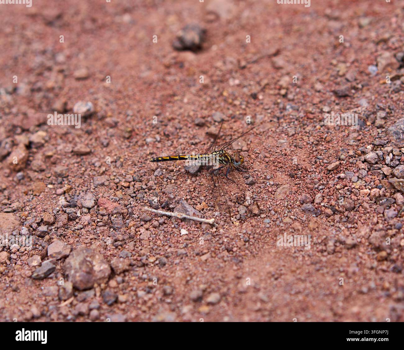 Une libelle rouge Sympetrum fonscolombii femelle reposant sur un sol graveleux rougeâtre le long d'un sentier à Anaga Tenerife Banque D'Images