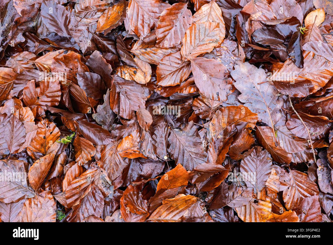 Couche dense de feuilles de hêtre humides, se chevauchant, brunes et roux sur le sol après la pluie, montrant les détails des nervures des feuilles, la décomposition et la chute des feuilles saisonnière Banque D'Images