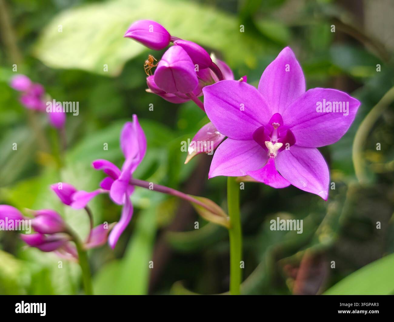 L'orchidée terrestre philippine violet vif fleurit élégamment à côté de délicates boutons de fleur encore fermés Banque D'Images