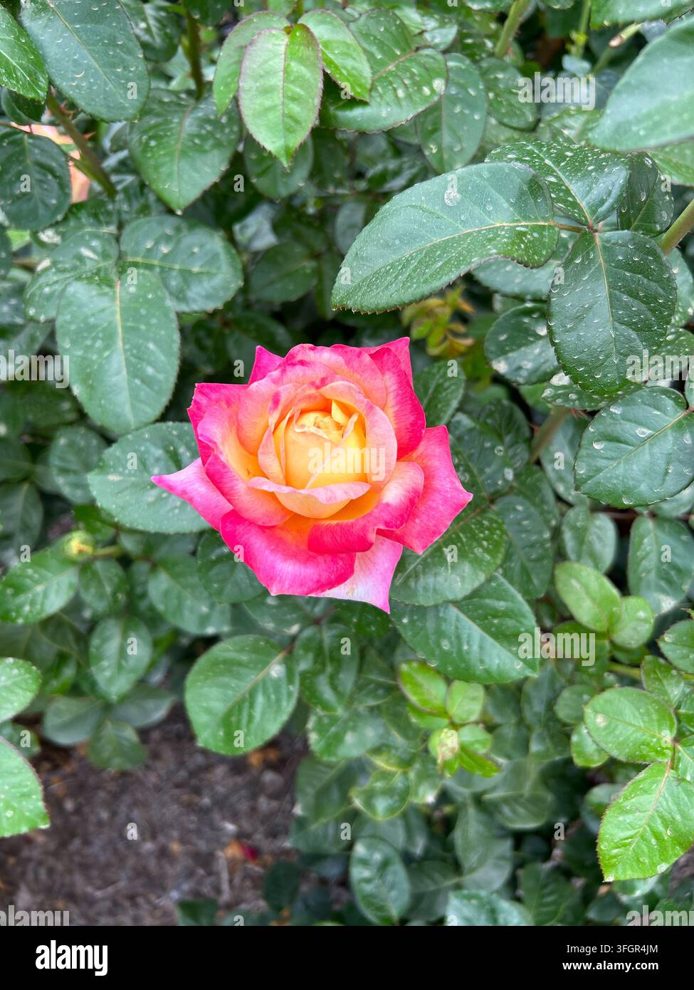 Rose vive rose et jaune fleurissant dans un buisson de jardin Banque D'Images