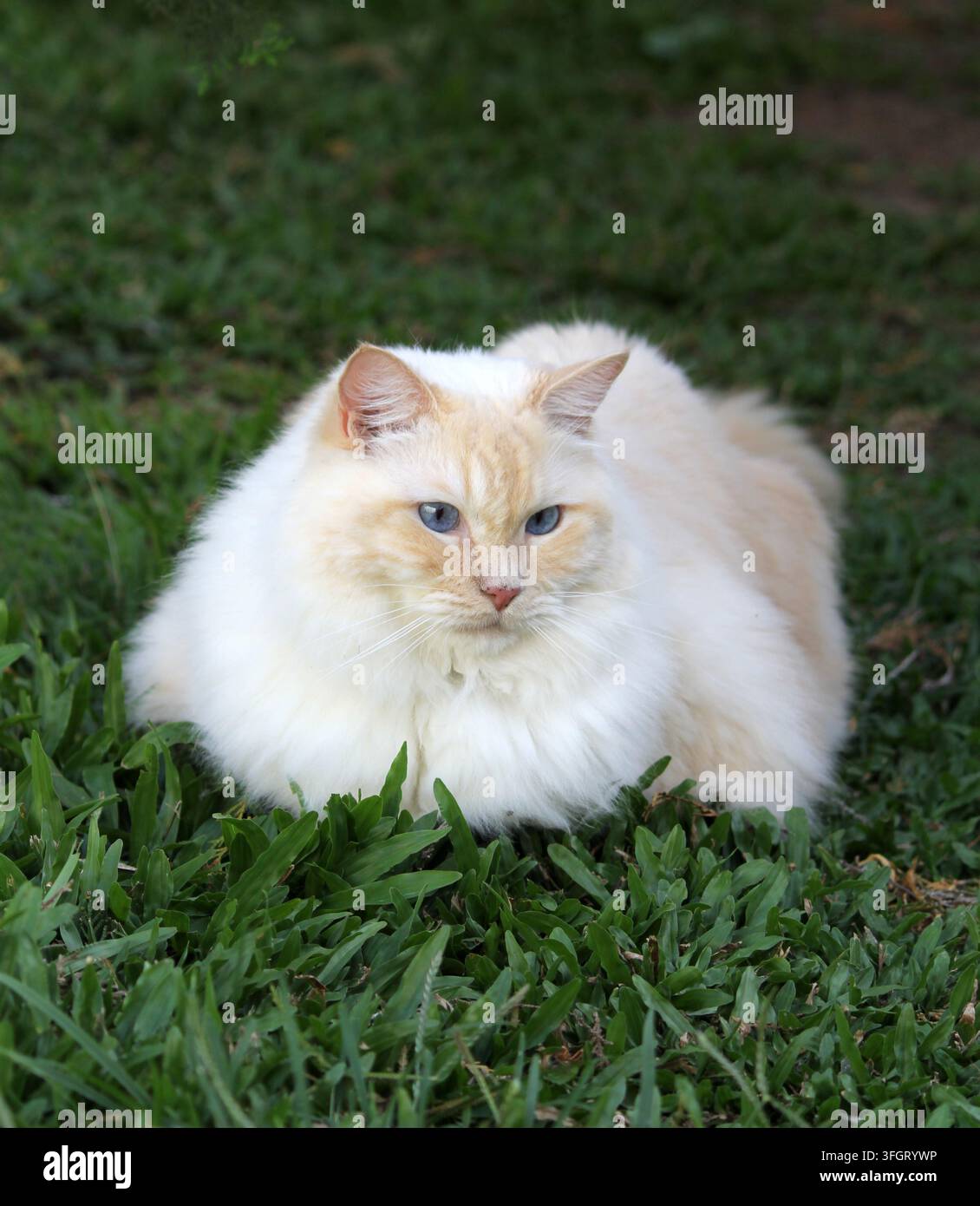 Un chat Ragdoll flame point duveteux avec des yeux bleus frappants assis en position de pain sur de l'herbe verte en plein air Banque D'Images