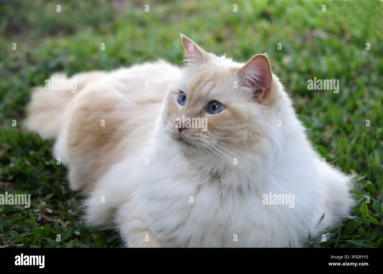 Un chat Ragdoll Flame Point éblouissant aux yeux bleu vif allongé dans un jardin herbeux, regardant au loin Banque D'Images
