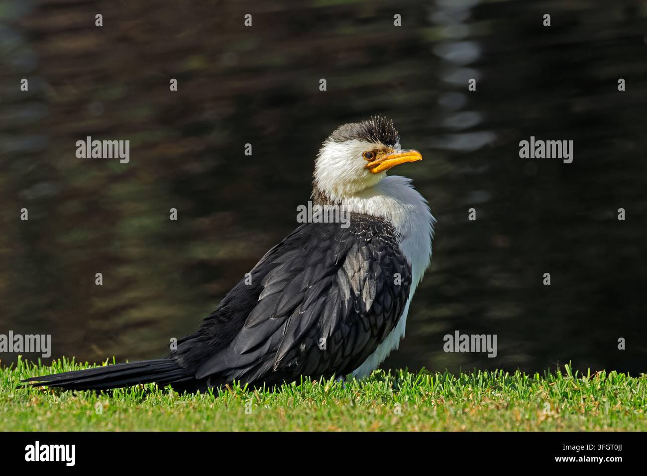 Un petit cormoran pie (Microcarbo melanoleucos) perché sur la terre ferme, Australie du Sud Banque D'Images