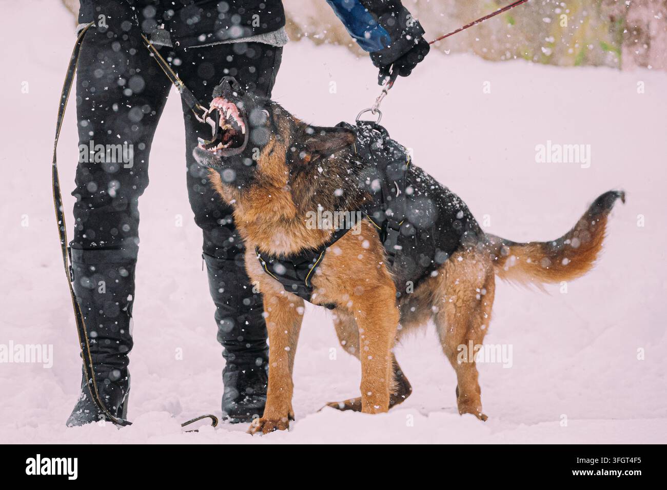 Formation du jeune Berger allemand de race ou du loup alsacien. Attaque et défense. Hiver Snowy Day Banque D'Images
