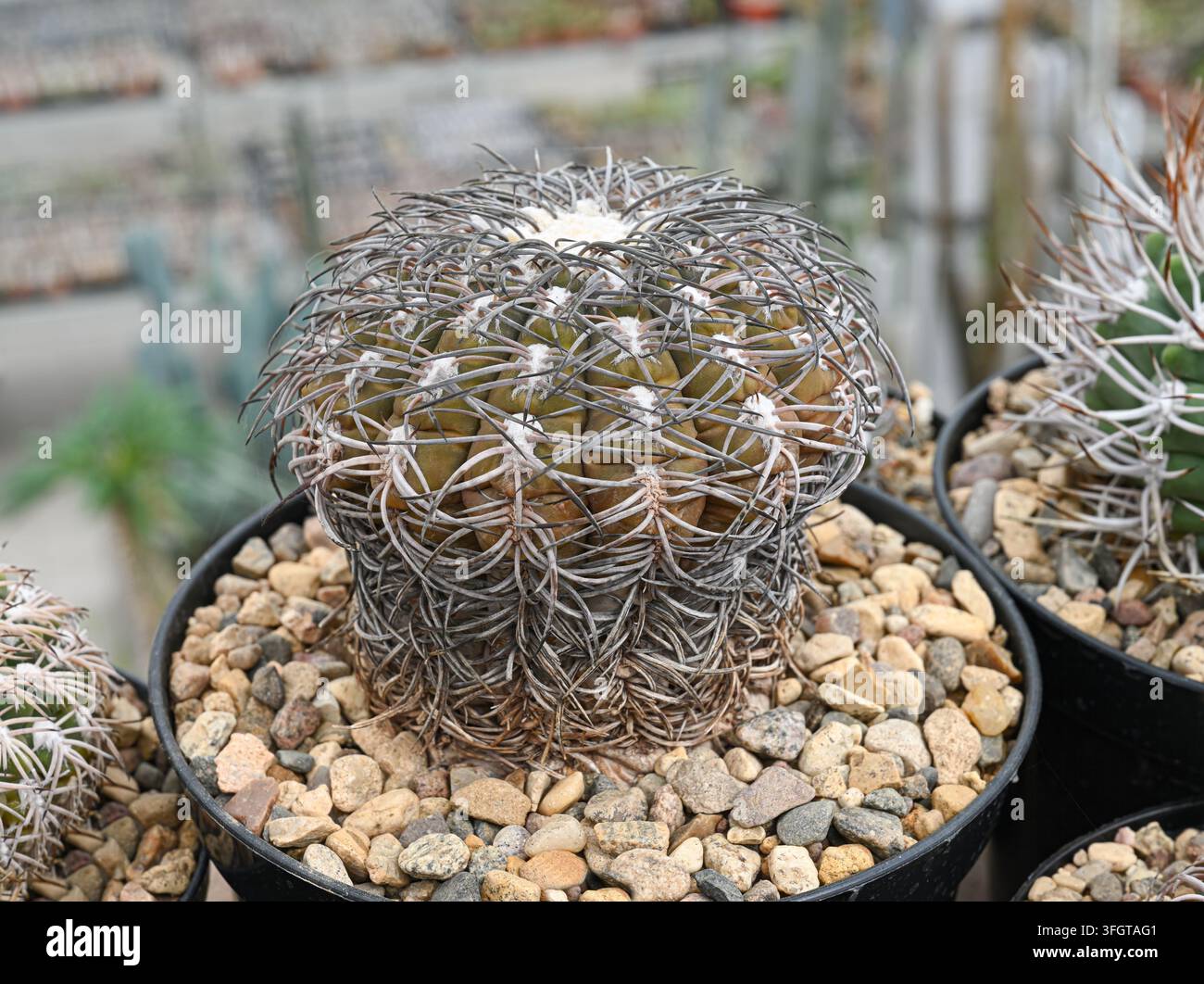 Cactus Gymnocalycium spegazzinii, recouvert d’épines grises épaisses et entrelacées, surmonté de touffes de laine blanche Banque D'Images