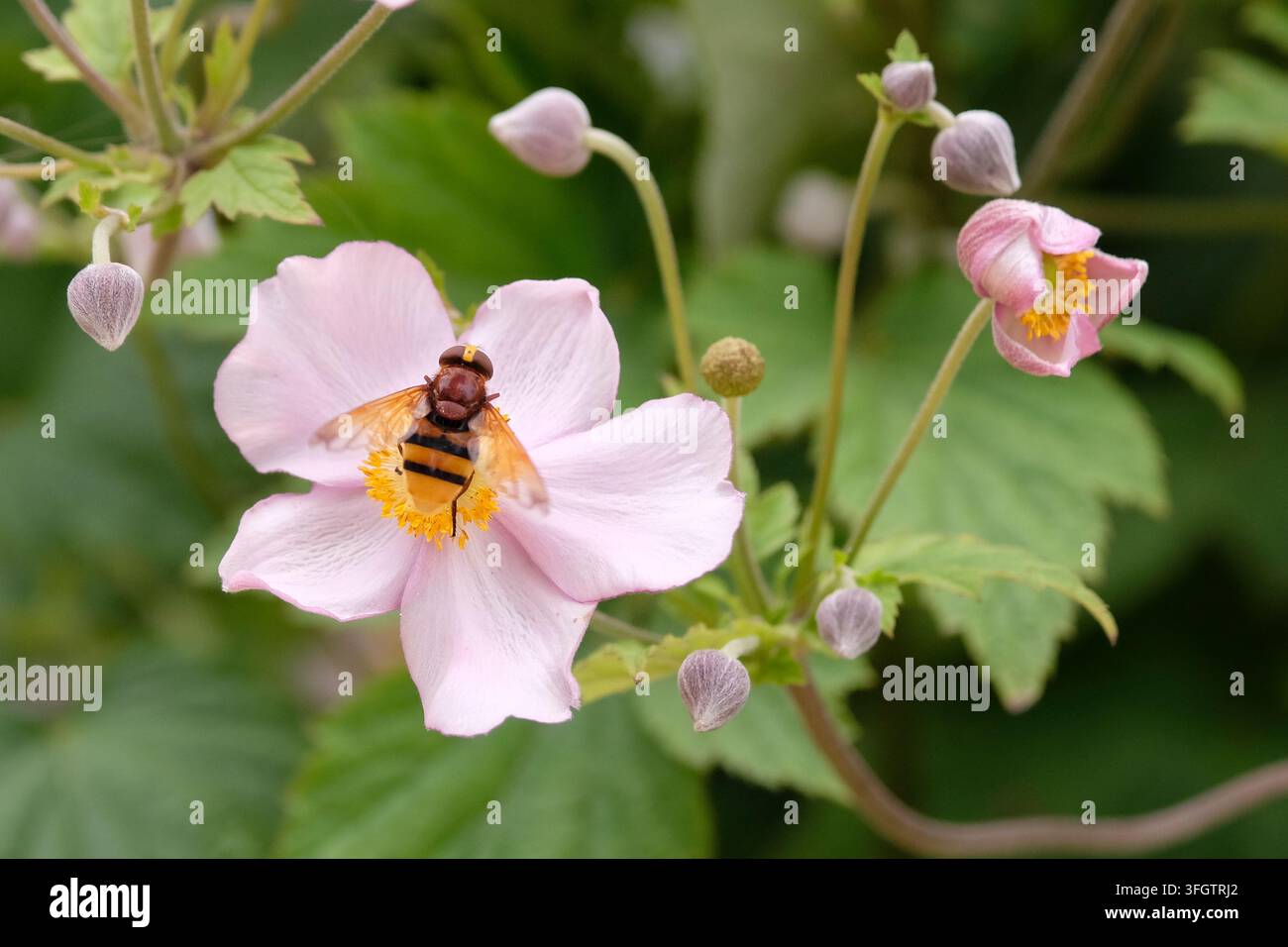 Une mouche à hoverfly imitant une frelon posée sur une anémone japonaise. Banque D'Images