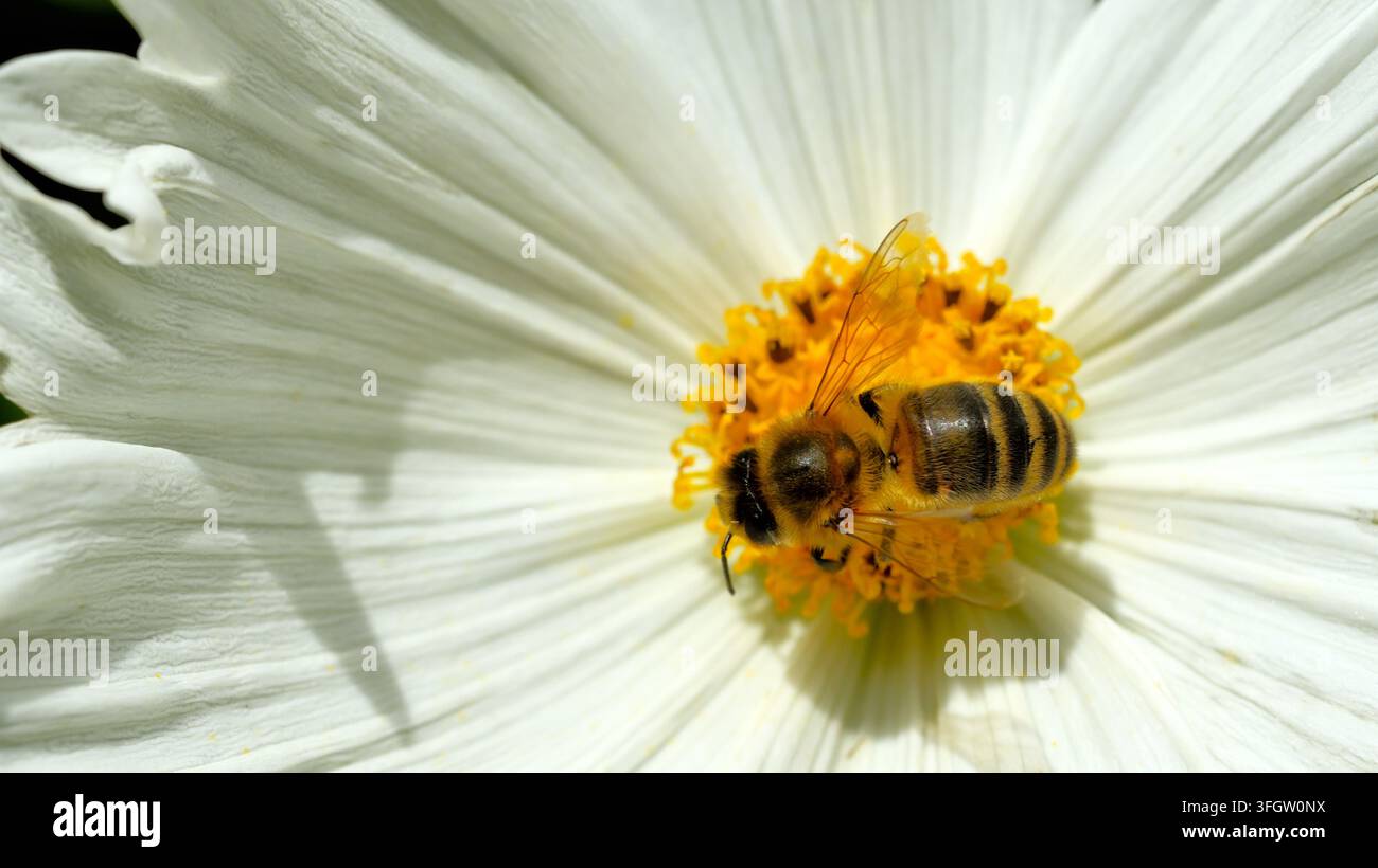 Une Abeille occidentale nourrissant sur une tête de fleur blanche d'un Cosmos Banque D'Images