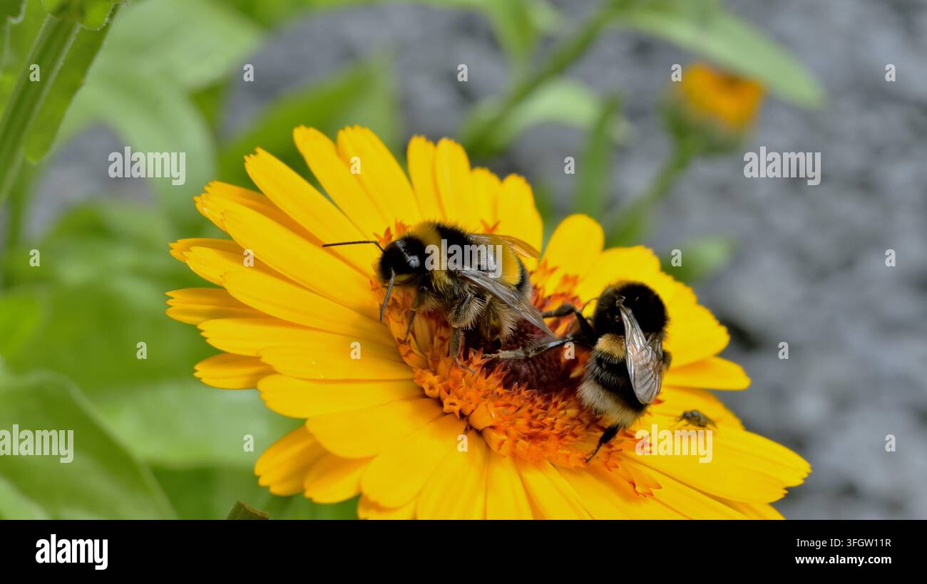 Deux bourdons partageant la fleur jaune d'une plante de calendula. Banque D'Images