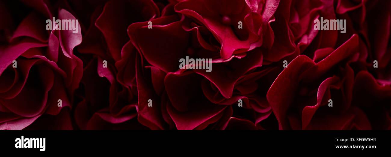 Tête de texture de pétales d’hortensia rouge foncé pour un fond floral luxueux Banque D'Images