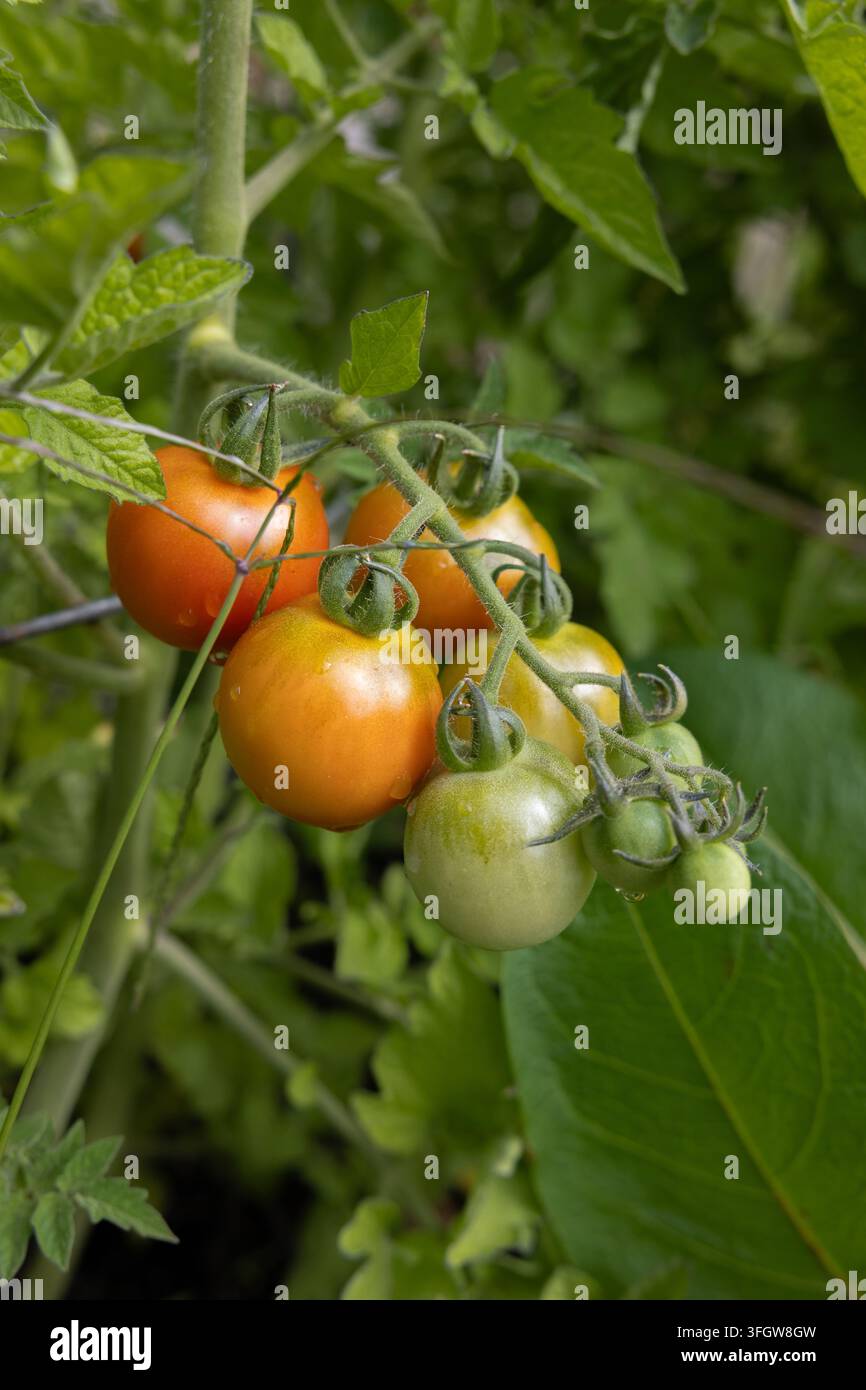 Grappille de petites tomates cerises mûrissant sur la vigne Banque D'Images