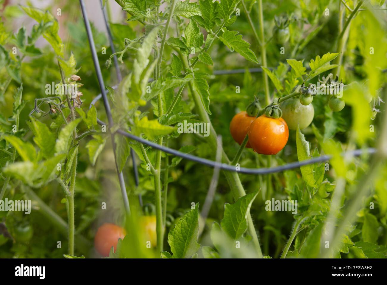 Tomates orange et vert mûrissant sur la vigne Banque D'Images