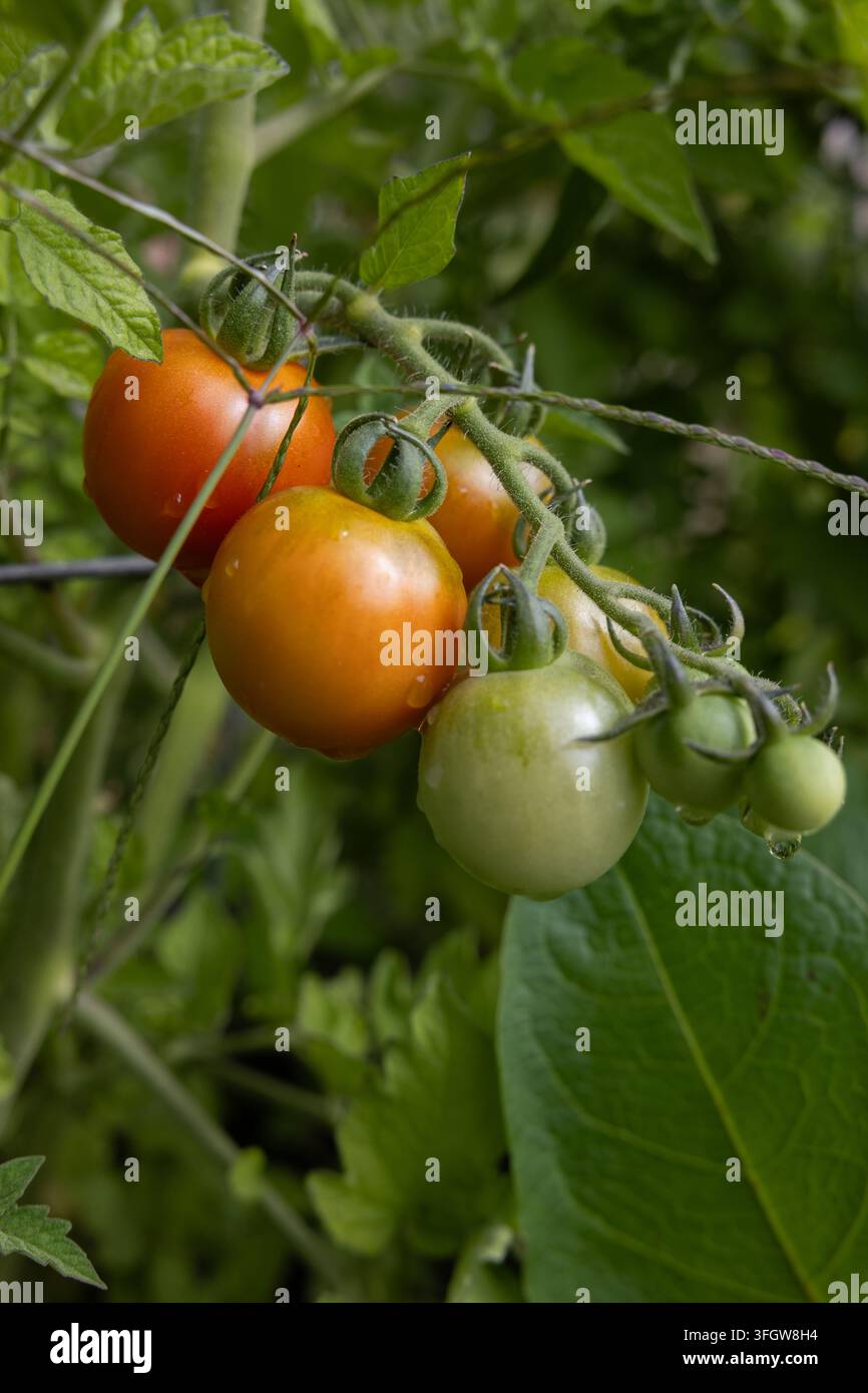 Tomates rouges et vertes mûrissantes poussant sur la vigne Banque D'Images