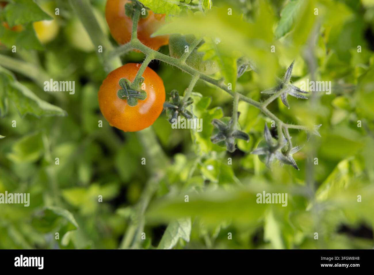 Tomates cerises orange mûrissant sur une vigne verte Banque D'Images