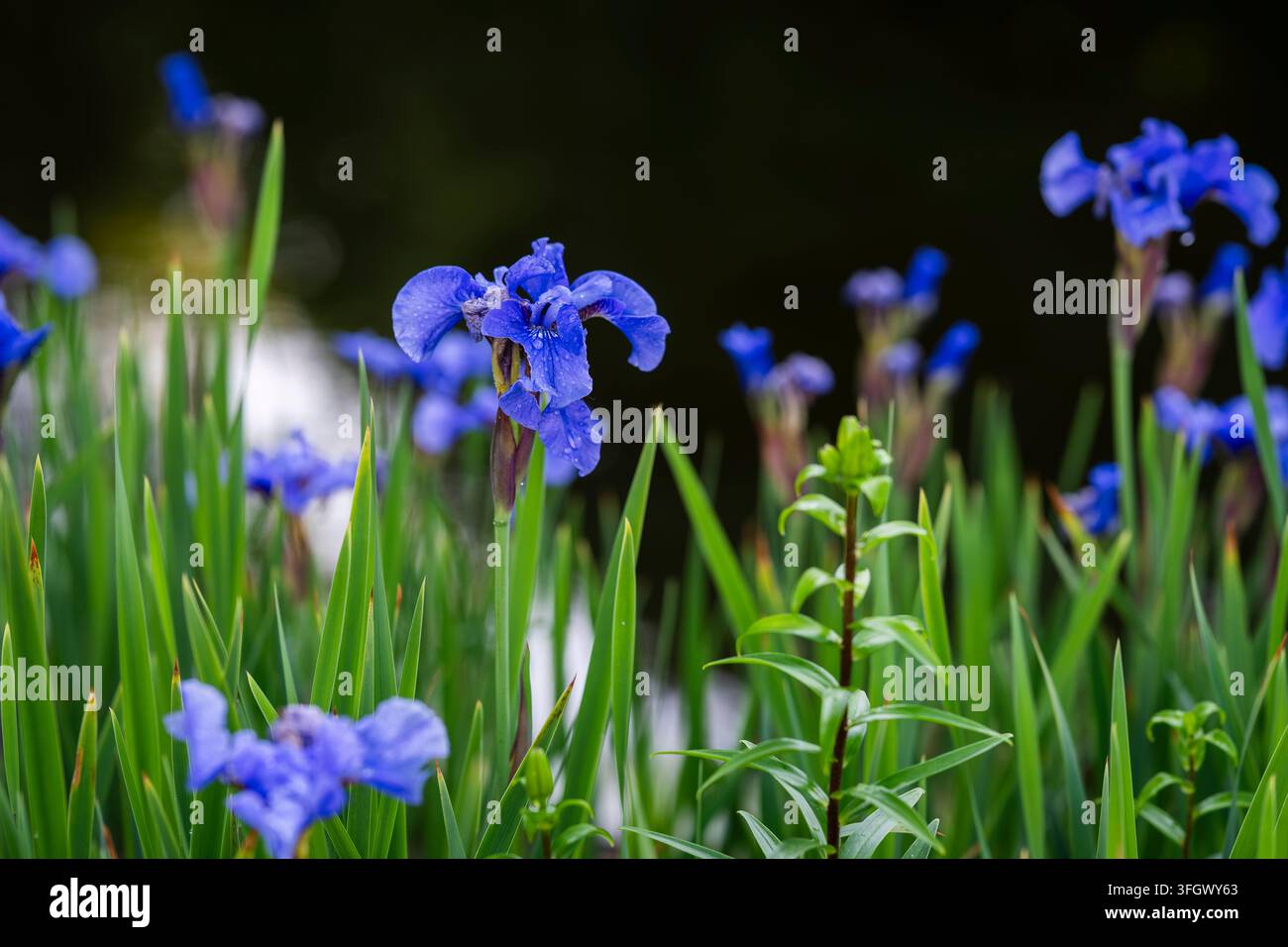 Iris sibirica ‘Super Ego’, iris de Sibérie, avec des étendards bleu pâle froissés et des étamines bleu violet plus foncé dégradant vers le blanc aux bords. Banque D'Images