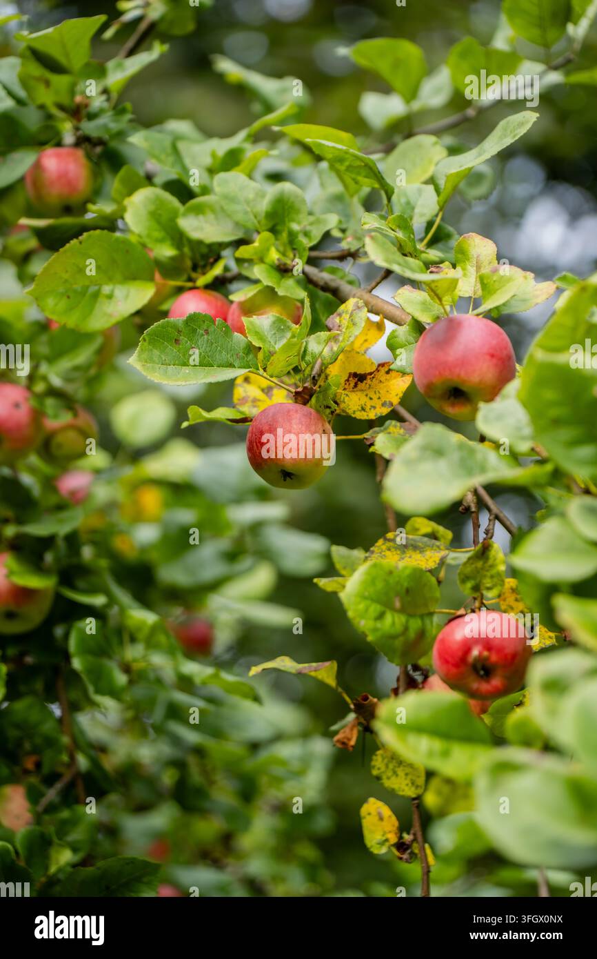 Pommes suspendues à des branches feuillues avec un feuillage légèrement jauni et taché, représentant la culture fruitière et l'inspection des cultures de verger avant la récolte Banque D'Images