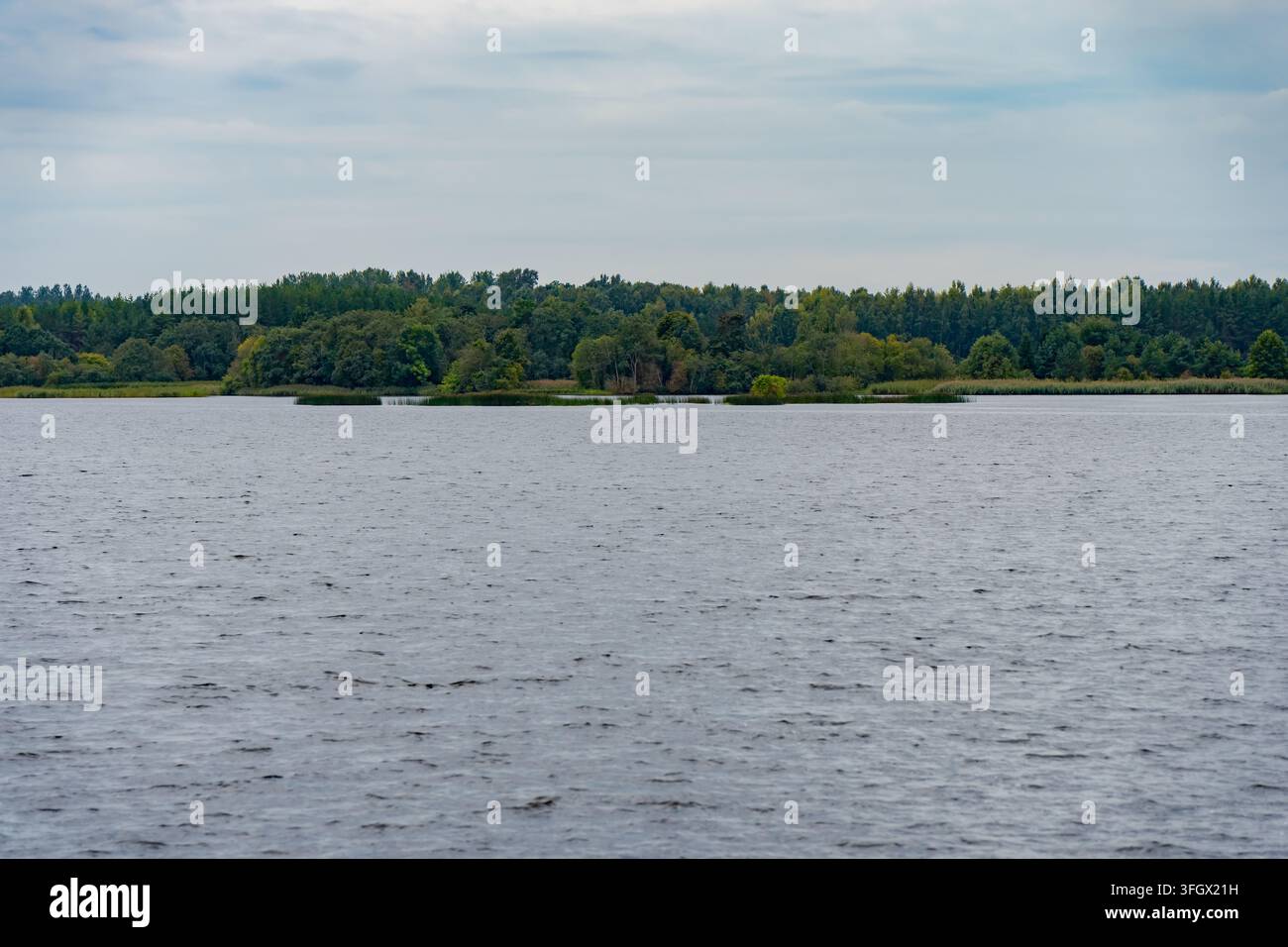 Grand plan d'eau bordé par une rive boisée continue et des plaques de roseaux, illustrant les paysages d'eau douce et la rencontre des milieux aquatiques et terrestres Banque D'Images