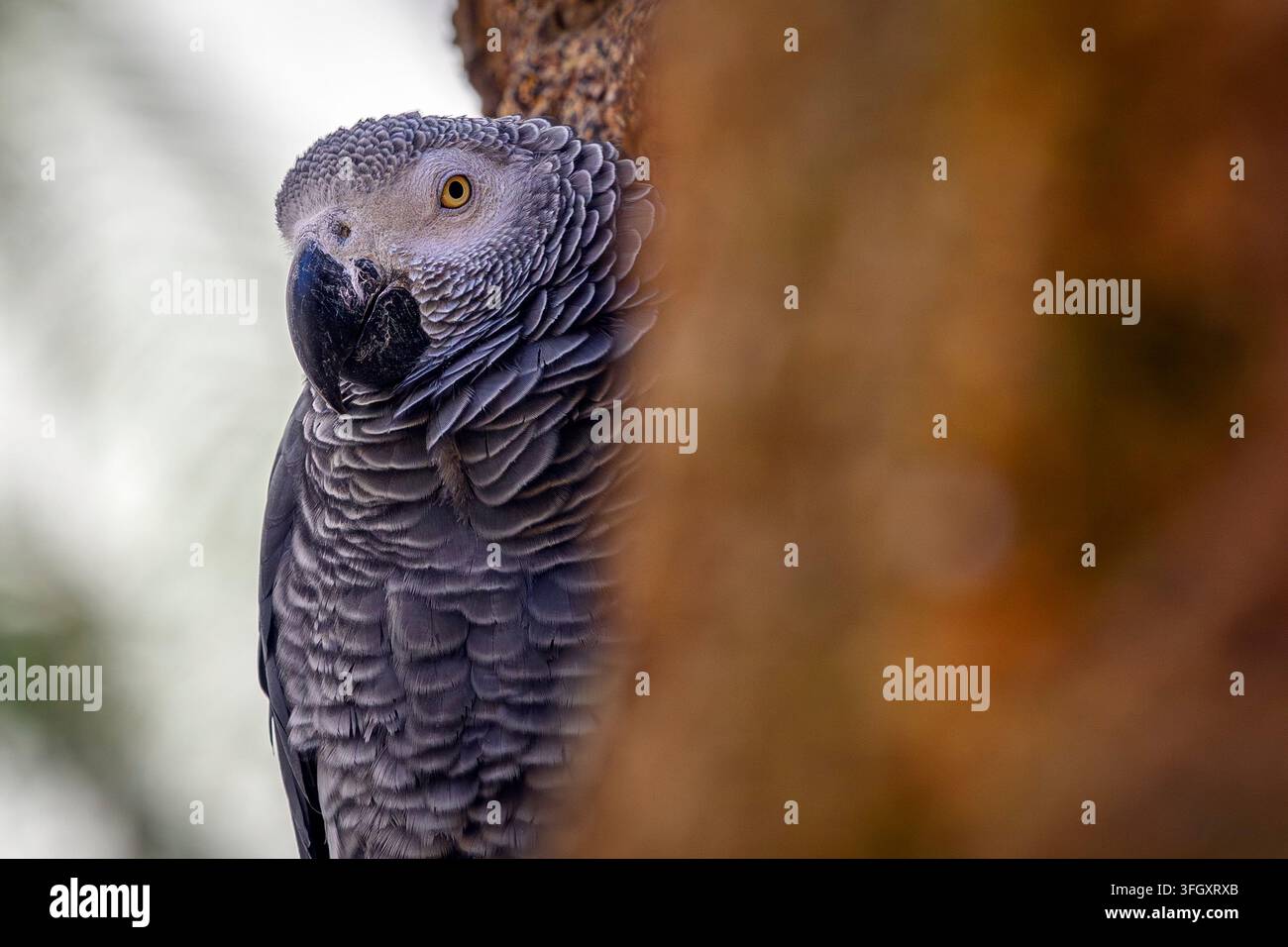 Perroquet gris - Psittacus erithacus Banque D'Images