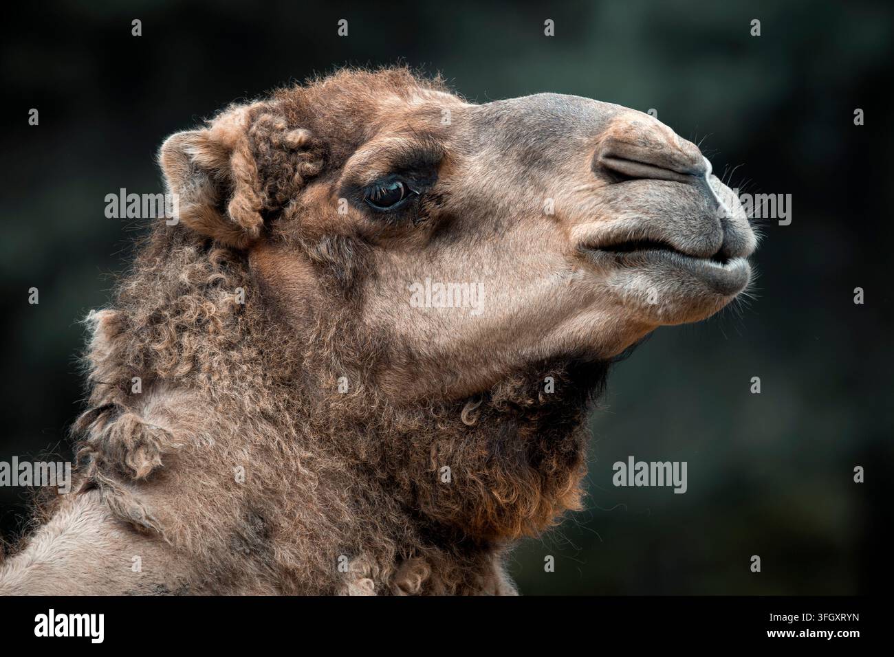 Portrait de dromadaire - Camelus dromedarius Banque D'Images