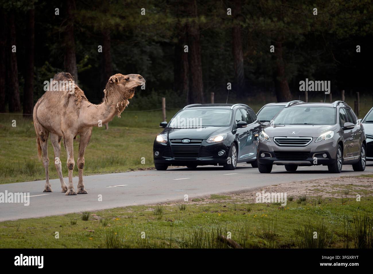 Chameau dromadaire sur la route, bloquant les voitures - Camelus dromedarius Banque D'Images