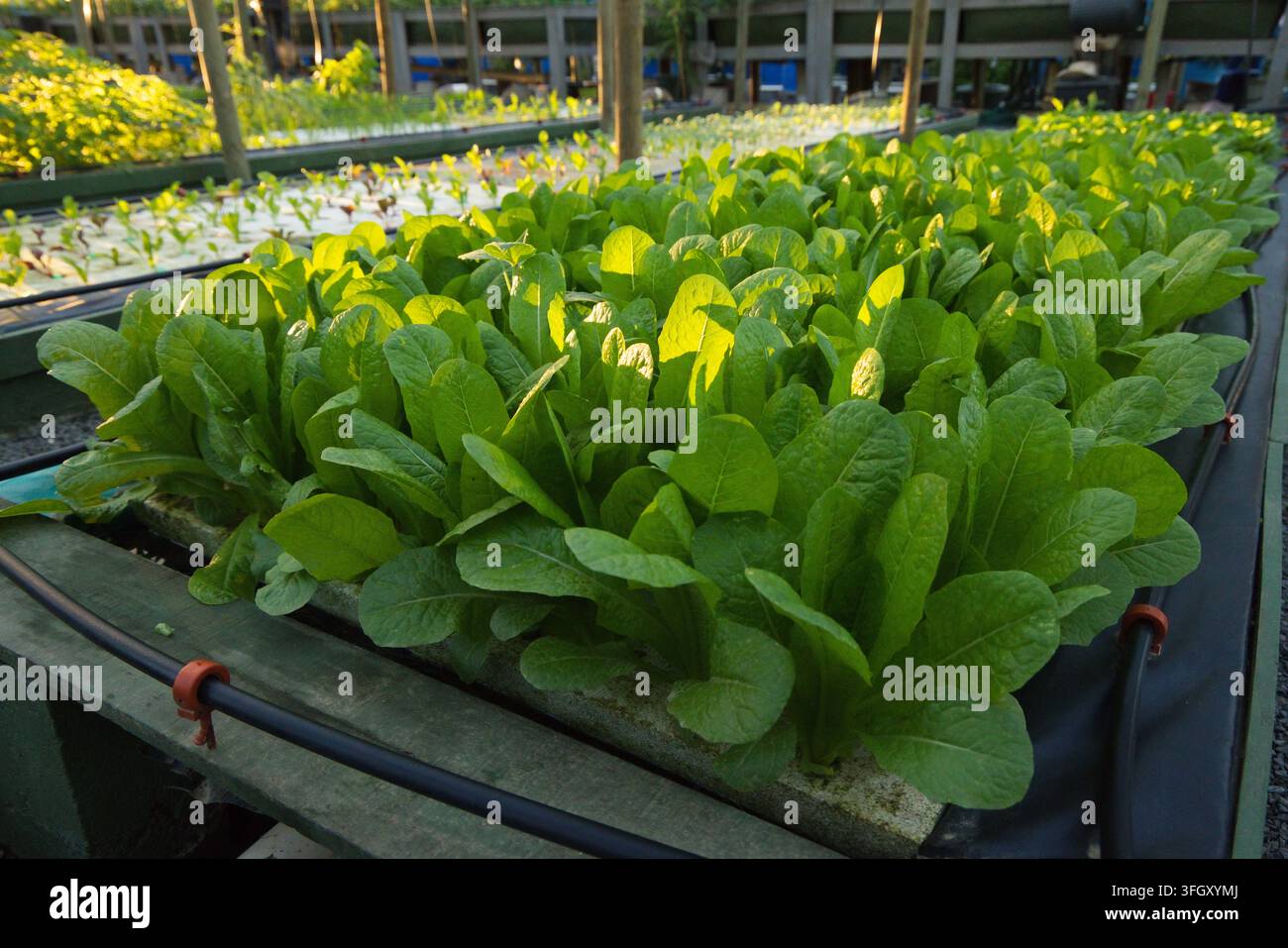 Les plants de laitue verte poussent densément dans un bac surélevé à l'intérieur d'une pépinière couverte, avec un tuyau d'irrigation par goutte-à-goutte Banque D'Images
