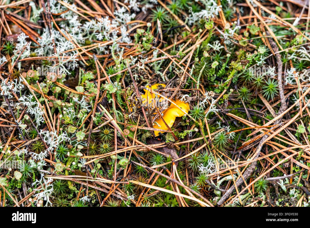 Un champignon chanterelle doré émerge à travers les aiguilles de pin sèches et la lichen pâle sur le sol d'une forêt de pins lors d'un après-midi d'automne. Lumière naturelle douce Banque D'Images