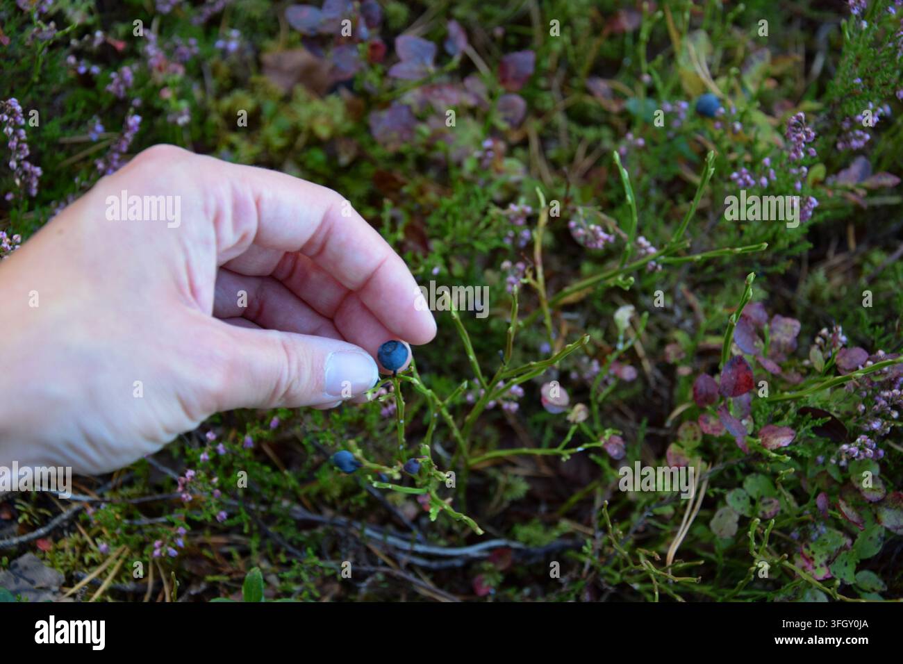 Main sur le point de cueillir une myrtille d'un buisson de la forêt Banque D'Images