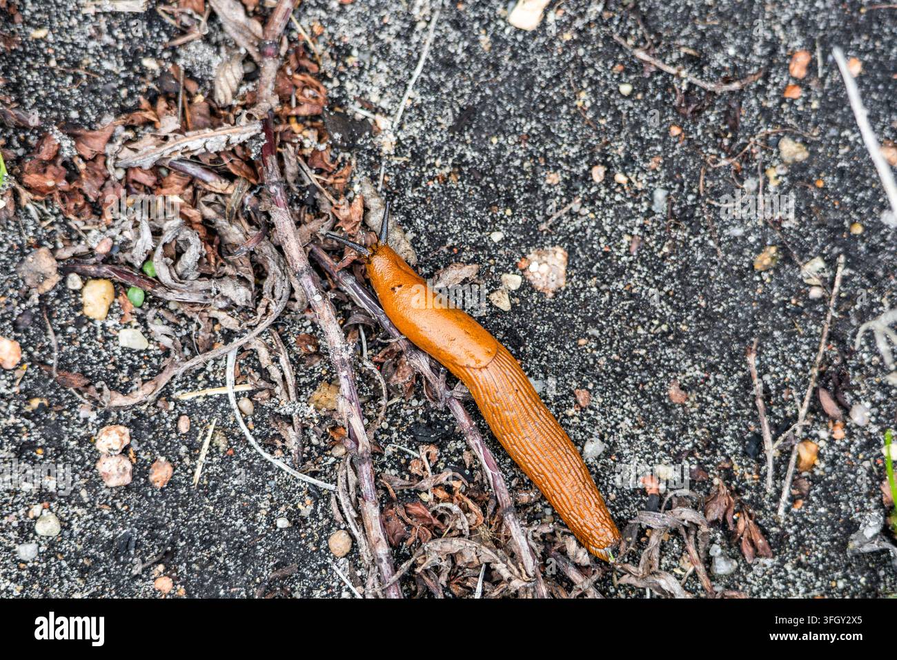 Une limace espagnole orange vif rampe lentement sur des brindilles sèches et un sol sombre dans un environnement de jardin ouvert pendant les heures de jour. Cadrage overhead clair Banque D'Images