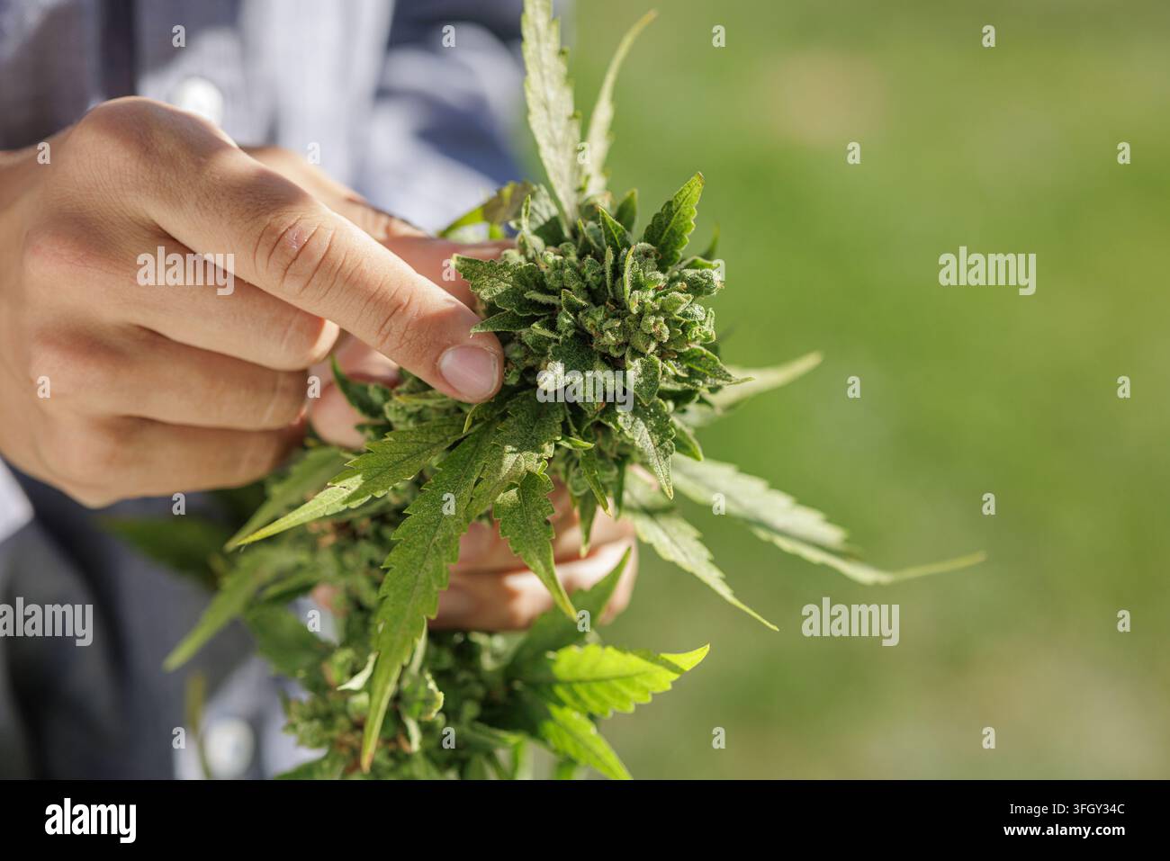 Gros plan d'un cultivateur examinant soigneusement des bourgeons de chanvre de cannabis matures à l'extérieur, illustrant la culture professionnelle, l'inspection des récoltes et le cannabidiol Banque D'Images